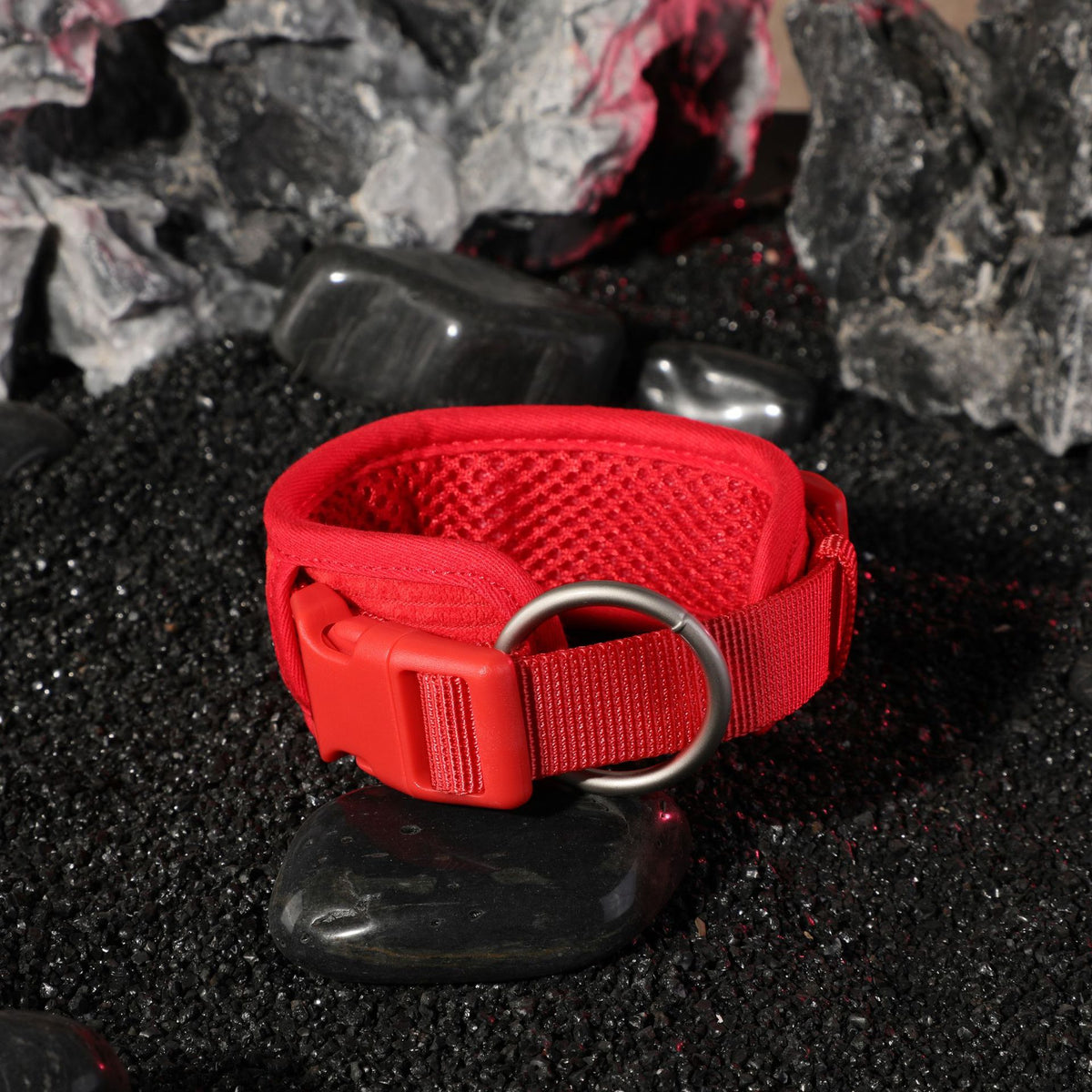 Red padded dog collar with metal ring, close-up of matching dog collar and leash set piece