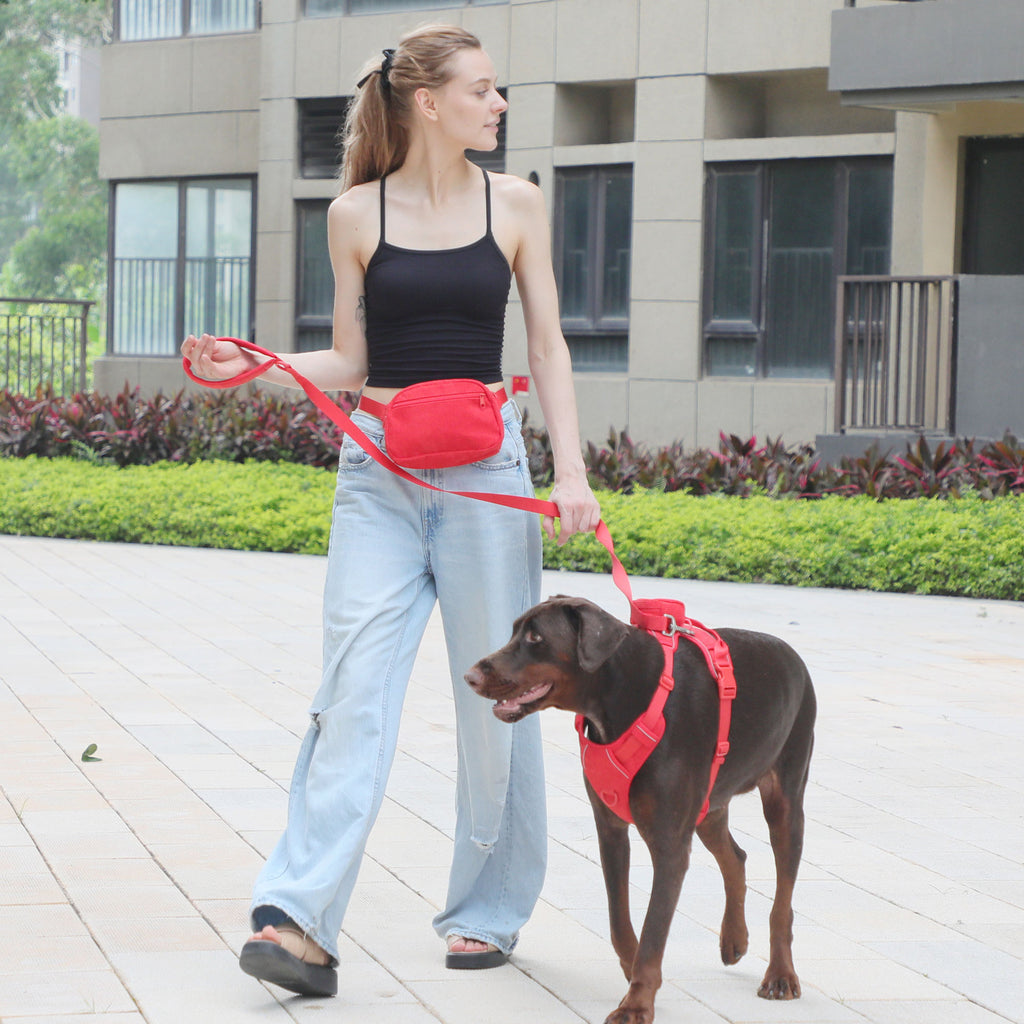 Woman walking a brown dog in a red dog harness and red leash with a red walking bag at her waist